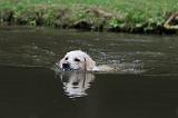 GOLDEN RETRIEVER 395